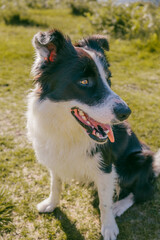 A dog enjoys a sunny day