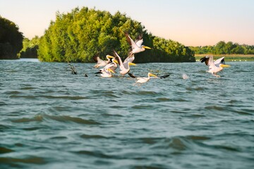 Pelicans on lake in delta