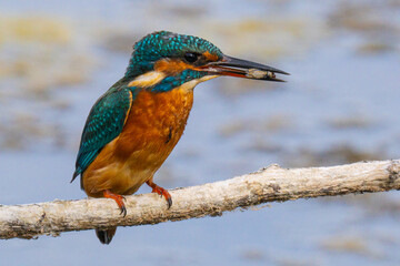 Kingfisher enjoying a snack on its perch