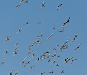 Birds in flight. Breeding pigeons. White birds against blue sky. Flying pigeons. Feral pigeons (Columba livia domestica)