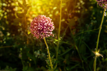pink allium ampeloprasum flower and bee pollinating at sunset. Summertime