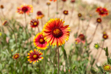 background Gaillardia pulchella or indian blanket