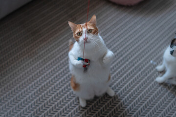 brown and white cat with yellow eyes playing with a rope on the carpet