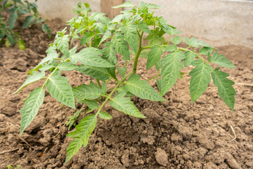 Tomato seedling in the greenhouse, close up image