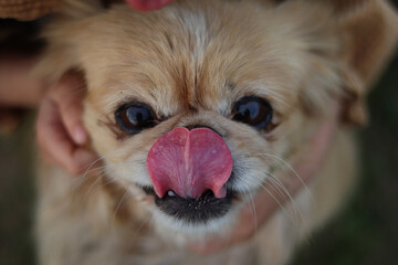 portrait of a dog