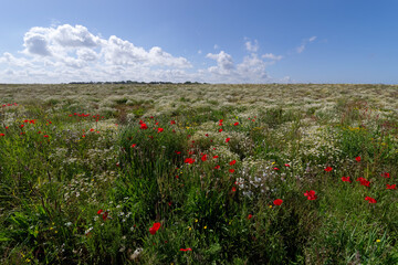 Poppies and wild flowers  on the fields of f the Antifer cape in Normandy coast