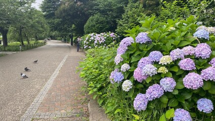 Hydrangea color transitions at Ueno park, beautiful scenery with the free path beside a lotus pond,...
