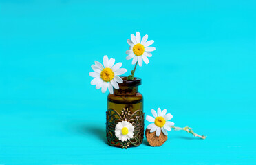 Daisies in a tiny vintage phial on blue