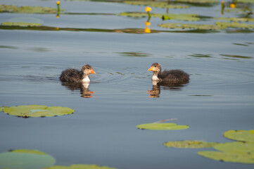 Chicks of Eurasian coot (Fulica atra) swimming on the water among yellow water-lilies of  on sunny...