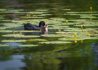 Closeup of Eurasian coot (Fulica atra) swimming with her chick on the water among yellow...