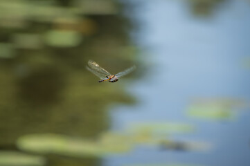 Blurry motion image of Eurasian baskettail dragonfly (Epitheca bimaculata) in the flight over water