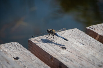 Black-tailed skimmer perched on tiles of wooden bridge on lakeside