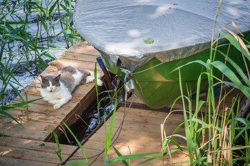 Cat lying on wooden bridge among green reeds by a boat on lakeside on summer sunny day
