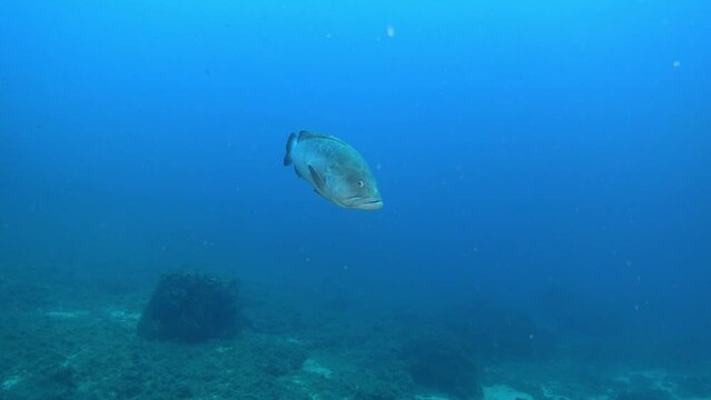 Alone grouper fish swimming in blue sea water