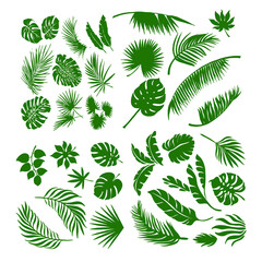 Fototapeta na wymiar Set of leaves of different tropical and European trees and plants.