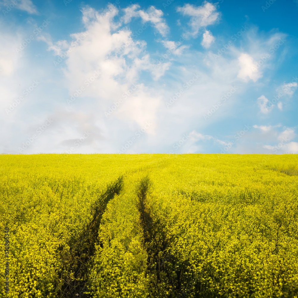 Wall mural beautiful summer fields