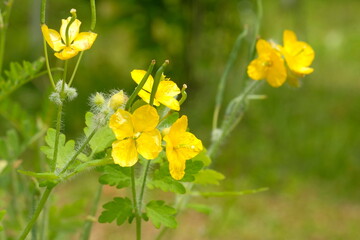 Chelidonium majus in full blooming
