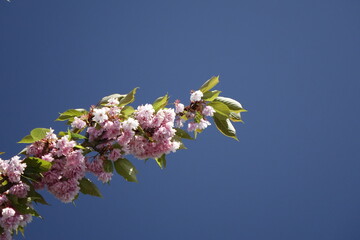 Top of cherry tree with blossoms (Prunus, Rosaceae) under a blue spring sky, concept: hanami (horizontal), Gleidingen, Sarstedt, Lower Saxony, Germany