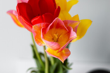 flowers tulips yellow red pink colored