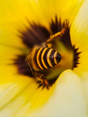 bee on flower