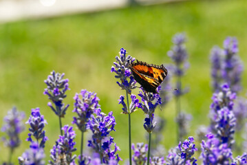 Small tortoiseshell butterfly (Aglais urticae) perched on lavender plant in Zurich, Switzerland