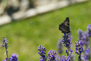 Small tortoiseshell butterfly (Aglais urticae) with closed wings perched on lavender plant in Zurich, Switzerland