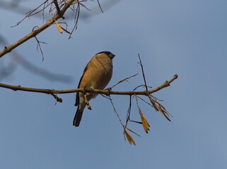 Female Eurasian bullfinch (Pyrrhula pyrrhula). A small colorful bird on a branch. Common songbird. Bird on a branch against a blue sky. 