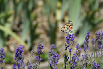 Painted Lady (Vanessa cardui) butterfly perched on lavender in Zurich, Switzerland