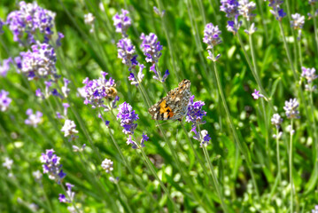 Painted Lady (Vanessa cardui) butterfly perched on lavender in Zurich, Switzerland
