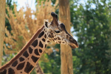 Jirafa