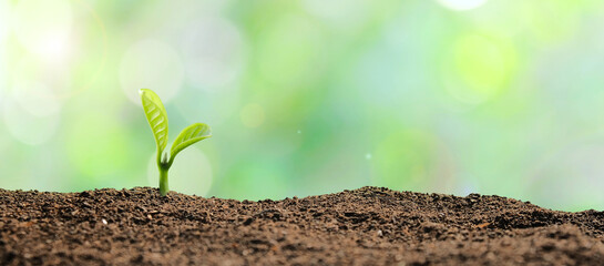 Small young plant seedling on soil with green bokeh background.