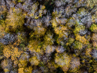 Aerial top view of Autumn deciduous forest, yellow and colorful background