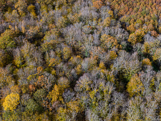 Aerial top view of Autumn deciduous forest, yellow and colorful background