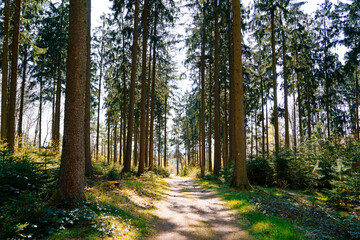 Forest near Oerlinghausen, North Rhine Westphalia. Natural forest area in Germany. Hiking in nature. Landscape in spring.
