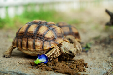 Sucata tortoise on the ground