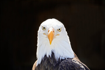 Portrait of a bald eagle with black background. Contrast-rich picture. Close-up of eagle. Large...