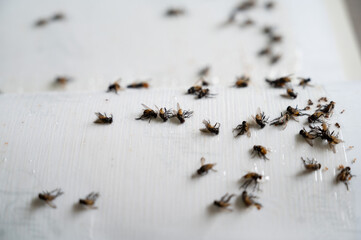 Trapped flies are dying.