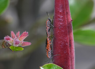 Close up of two mating Red Bug, Cotton stainer, Red cotton bug, (Indian Milkweed Bug) Oncopeltus confusus Horváth,Insect pests ,macro insects