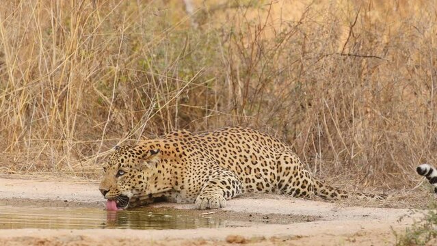 closeup shot of wild fully grown adult male leopard or panther drinking water from waterhole in scorching heat hot summer with eye contact at forest of central india asia - panthera pardus fusca