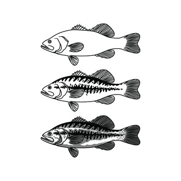 vector fish in three different shapes used for logos and illustrations