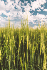 Wheat field and sky