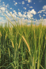 Obraz premium Green wheat under blue sky with clouds