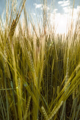 Close-up of wheat with rays of light, calm image