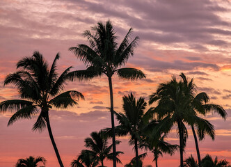 palm trees at sunset on big island of Hawaii