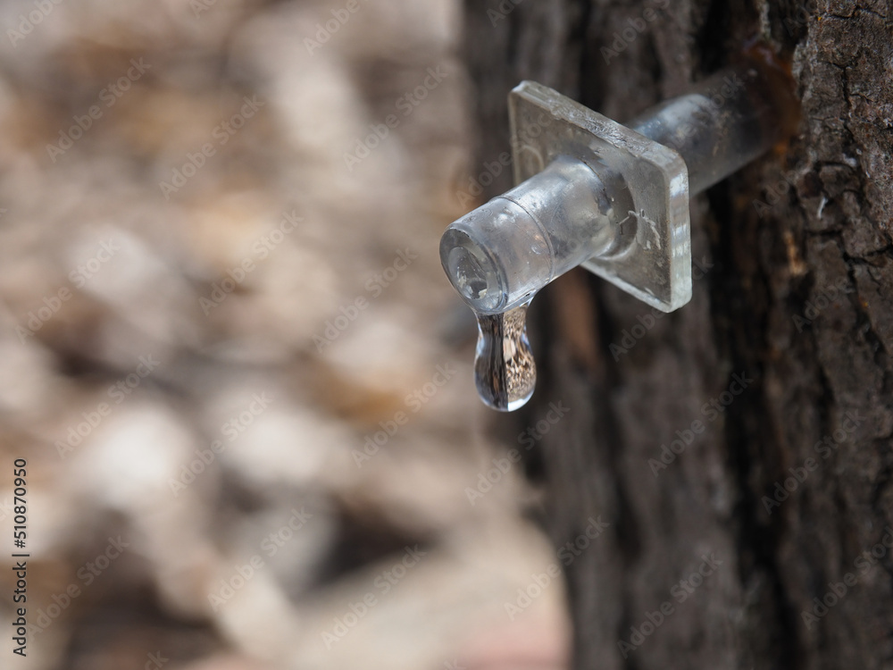 Wall mural plastic tap for maple juice collection. collecting birch or maple juice in nature.