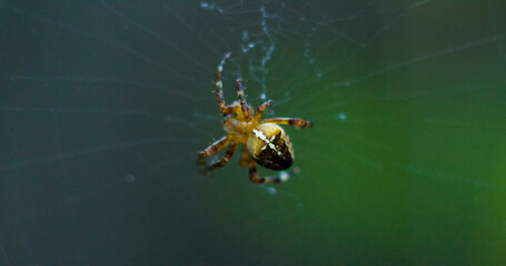Weaving spider on the web with cross on its back