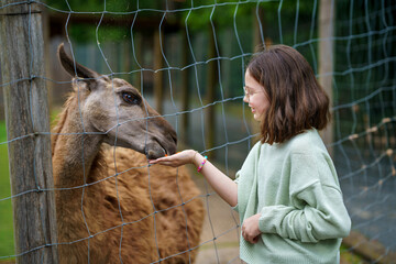 School european girl feeding fluffy furry alpacas lama. Happy excited child feeds guanaco in a...