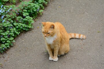 A red-haired cat with a sad face is sitting on the road