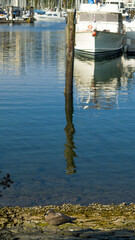 boats in the harbour, reflection in water - Vancouver, canada