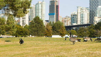 few Canada Geese grazing in city park - Vancouver 